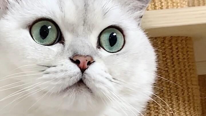 Everyone, can you take a look? My cat often loses its internet connection, and it doesn’t seem…