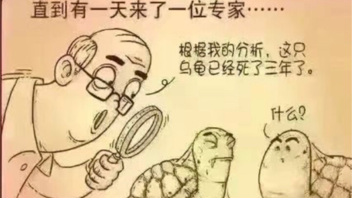 Kura-kura tua yang selalu direndahkan akhirnya kalah total oleh satu kalimat dari pakar.