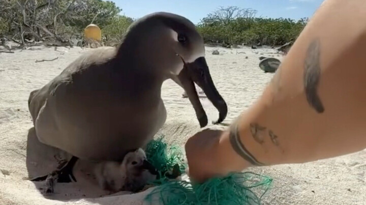 Albatross chick, being chatted at