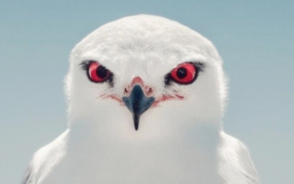 “Why is its ID photo so handsome?!!”