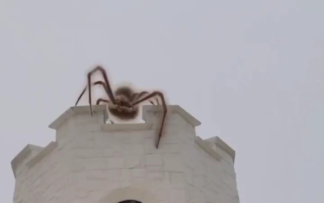 The Full Journey of the Black Spider-Man