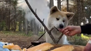 A happy life of one person, one dog and one pot