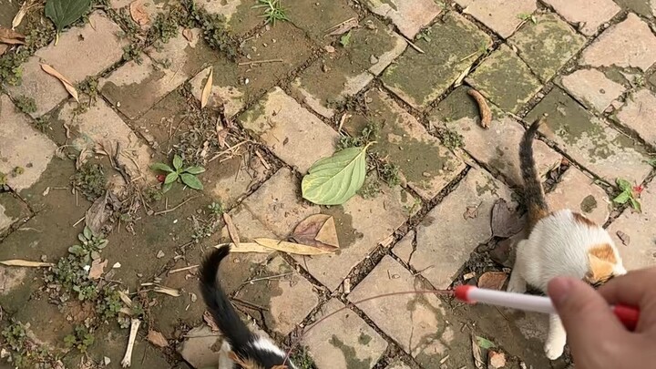 Những người nuôi mèo mà thấy cảnh này chắc hẳn sẽ rất vui nhỉ?