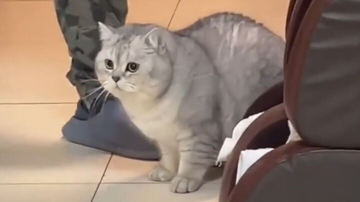 “Round Head, Round Brain, Round Belly”