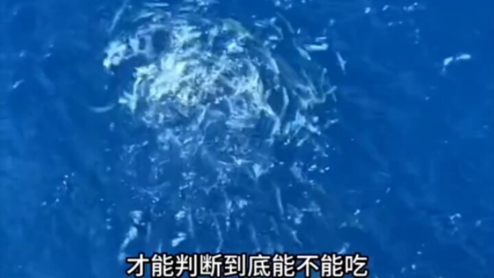 Sea fish eat everything; their favorite food is poop.