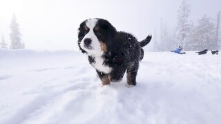 [Anjing Gunung Bernese] Beberapa anjing hanya cocok untuk pembiakan online