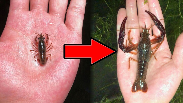 Improve the environment for crayfish