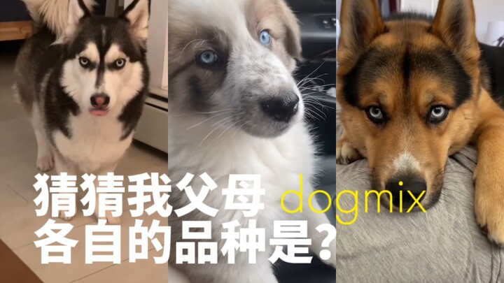 你见过不同种类狗狗混合的后代吗？