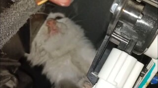 Kerusakan aneh yang dihadapi oleh montir mobil, pelanggan mengatakan ada suara meong-meong di dalam