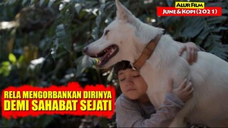 Kisah Persahabatan Manusia Dan Anjing Yang Rela Mengorbankan Dirinya | Alur Cerita Film JUNE & KOPI