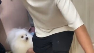 ลูกสุนัขมักจะหาคนที่กลัวมันที่สุดในกลุ่มคนได้เสมอ