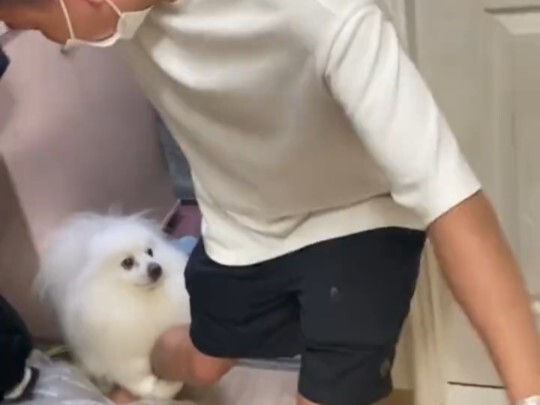 The little dog always manages to find the person in the crowd who's most afraid of it.