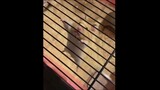 Funny Hamsters Videos Compilation #1   Funny and Cute Moment of the Animals
