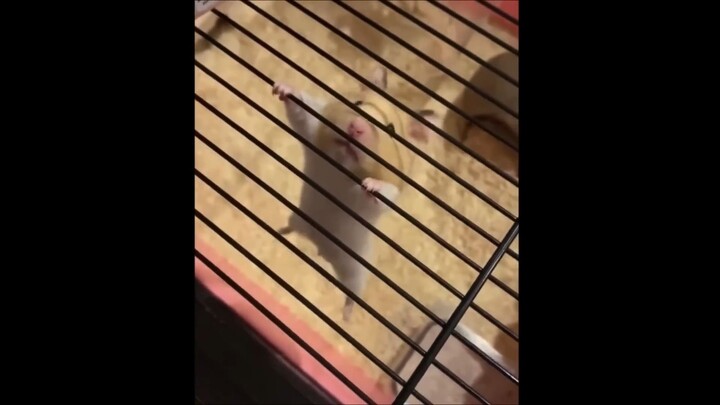 Funny Hamsters Videos Compilation #1   Funny and Cute Moment of the Animals