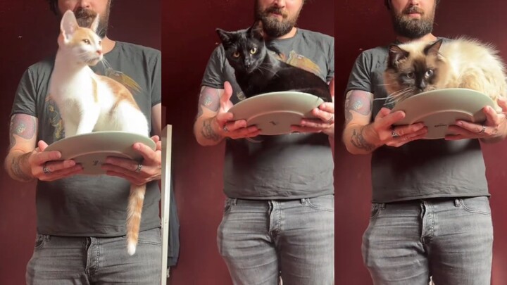 Giờ ăn trưa đến rồi, hãy chọn chú mèo nhỏ mà bạn yêu thích nhé!