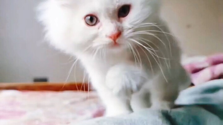 cute cat