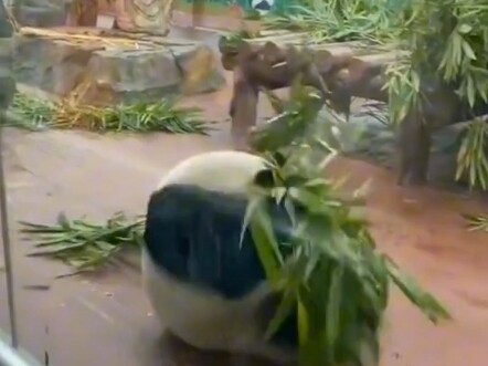 Gấu trúc dễ thương ở Trung Quốc