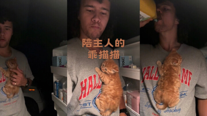 อยู่เป็นเพื่อนเจ้าของดื่มน้ำผลไม้ แมวน่ารัก