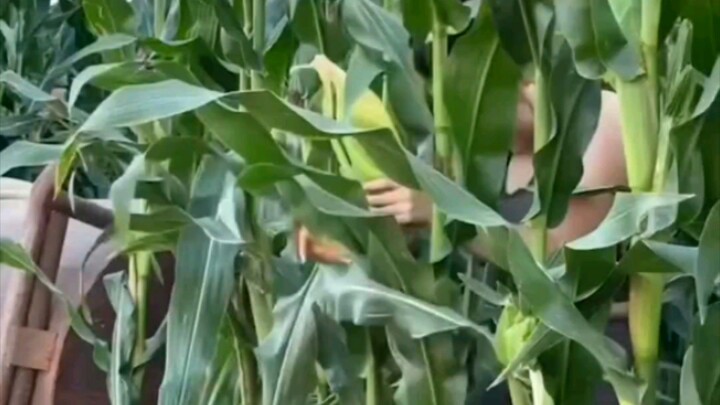 Melakukannya di kebun jagung