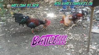 MELSIM BLACK VS ASILXMELSIMXKELSO  SPAR!!  JRP BACKYARD