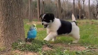 Chicken & Puppy Make A Great Bonding