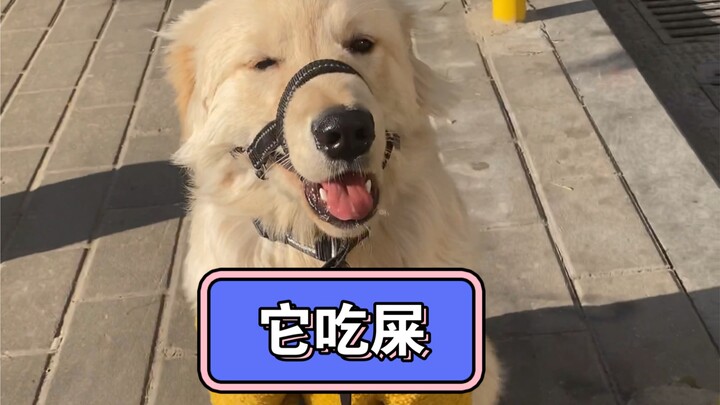 Keselamatan bagi anjing pemakan kotoran — cincin mulut