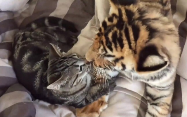 Kitten: Tiger legs— the more I lick, the tastier they get!