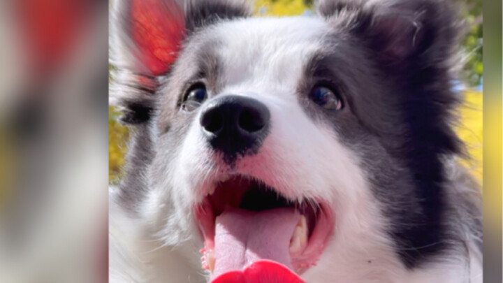 Anjingku udah lebih dari dua tahun, masa masih disebut anjing bayi sih?