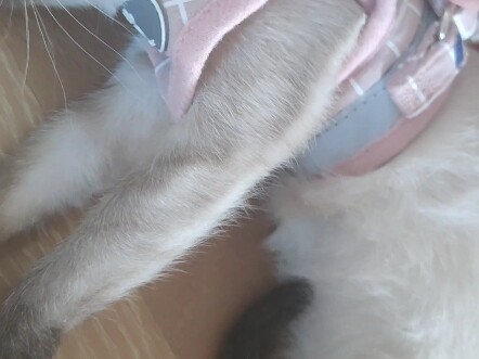 Kakak, kenapa kamu menyegelku?