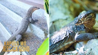 Mga monitor lizard o bayawak, sinasalubong ang mga turista sa Palawan! | Kapuso Mo, Jessica Soho