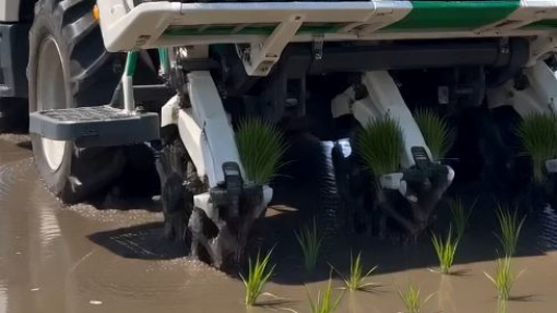 Japanese rice transplanter in action