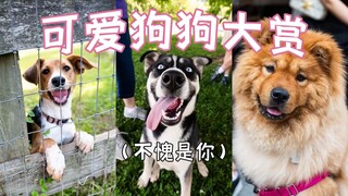 Tanyakan pada mereka warna karung apa yang mereka sukai—anjing di bawah lensa fotografer street styl