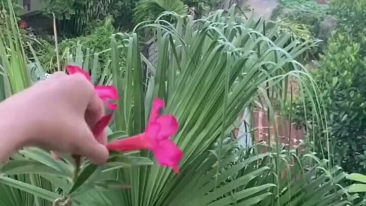hoa rồi củng tàn