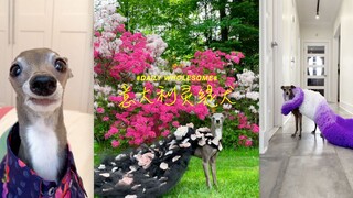 Everything you need to know about Italian Greyhounds...