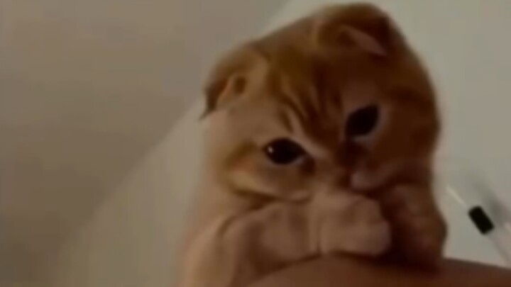 This well-behaved cat