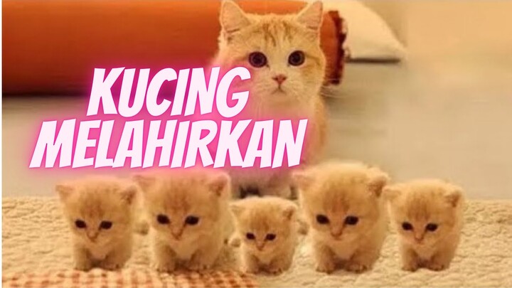 Begini Detik-Detik Kucing Melahirkan 5 Ekor