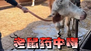 Two cows ate rat poison and needed emergency treatment! A cattle farmer accidentally let the cows in