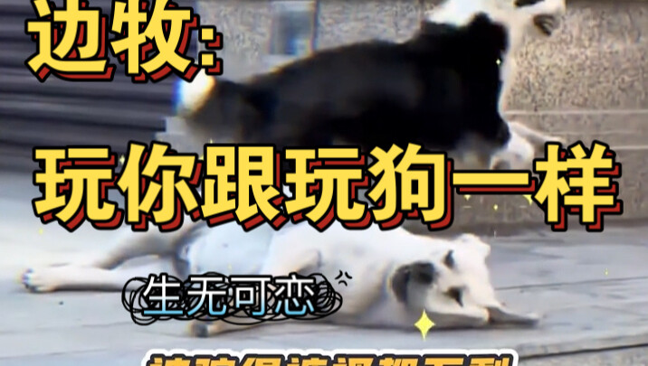 Border Collie: “Playing with them is just like playing with a dog.”