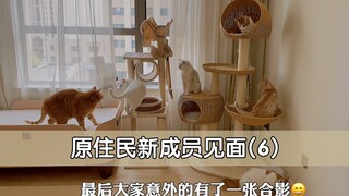 胆小原住猫个新成员见面，意外收获7只猫第一次大合照