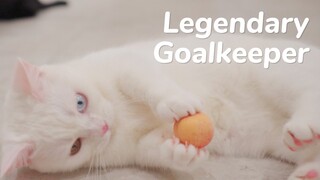 Best Kitten Soccer/Football Skills - Day 61 @ Baby Kittens Day 1 to Day 100 Lucky Paws