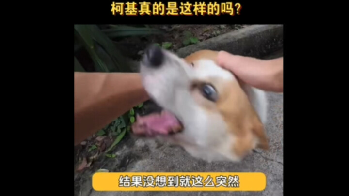 كوكي الصغير، لم أكن أتوقع أن تكون كلبًا صغيرًا مثل هذا!