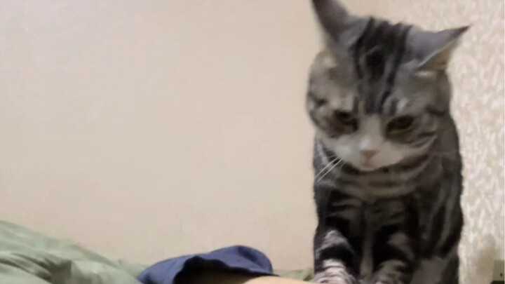 แมวของฉันคงเกิดมาเพื่อช่วงเวลานี้แหละ