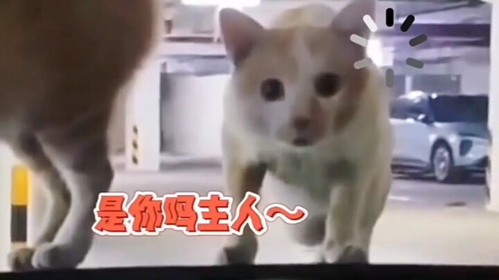แมวเหมียว: พี่ชาย ฉันนึกขึ้นได้แล้วๆ ฉันคือคุณหนูเอง