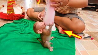 OMG! Baby Monkey Lion So Much Hungry Eating Bottle Power, Mom Apply Power On Baby Lion Wearing Cloth
