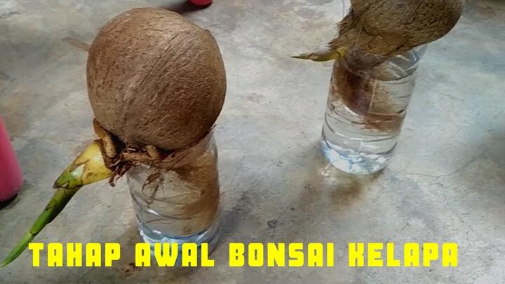Cara membuat bonsai kelapa dari awal