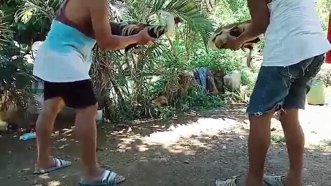 last spar sana palarin