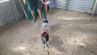stag