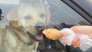 Although I am not a human, you are really a dog.