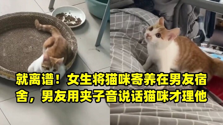 So ridiculous! A girl boards her cat at her boyfriend’s dorm, and the cat only responds to him when 