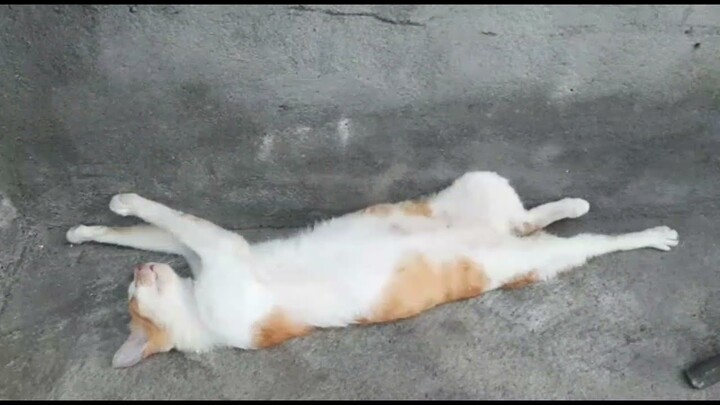 Ternyata kena prank sama kucing ini-Hiburan 1 MENIT